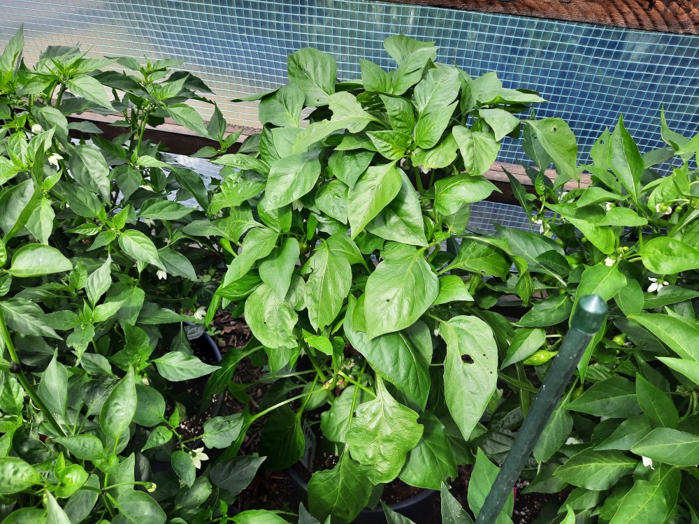 Snackpaprika 090722a.jpg