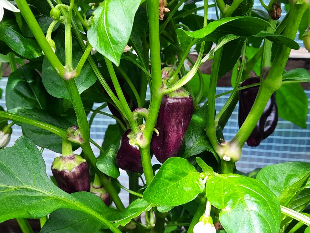 Snackpaprika 090722b.jpg