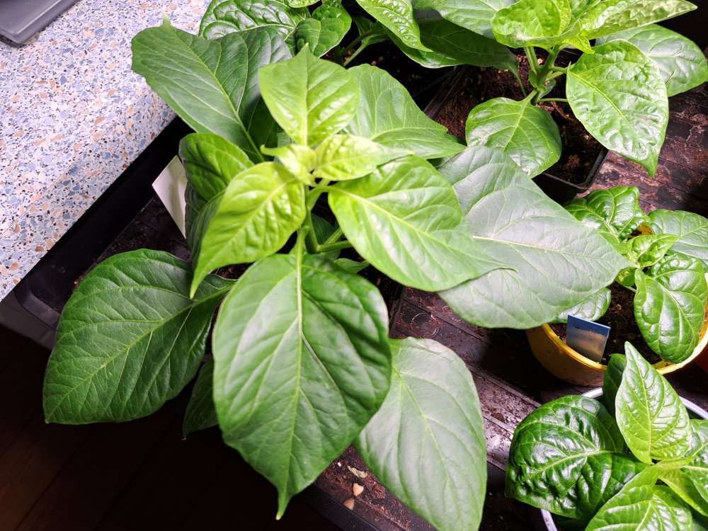 Snow White 240323.jpg