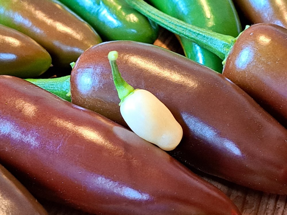 Snow White 25 01.jpg