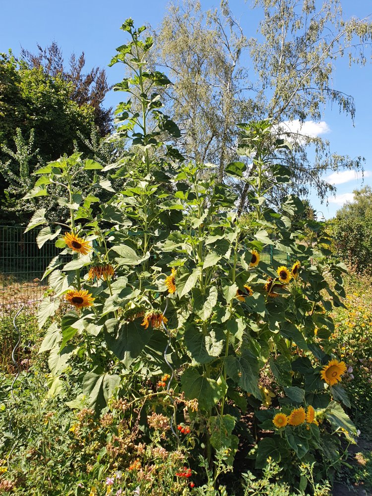 Sonnen Blumen