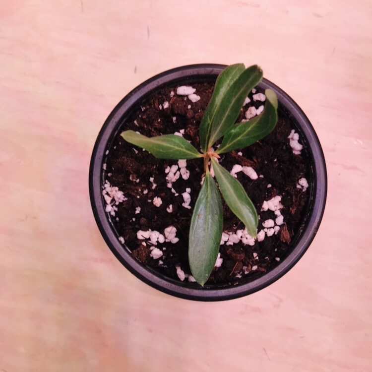 Steckling Taggiasca Olive