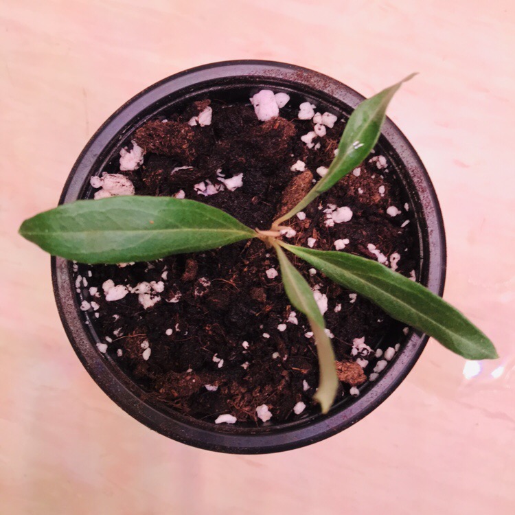 Steckling Taggiasca Olive