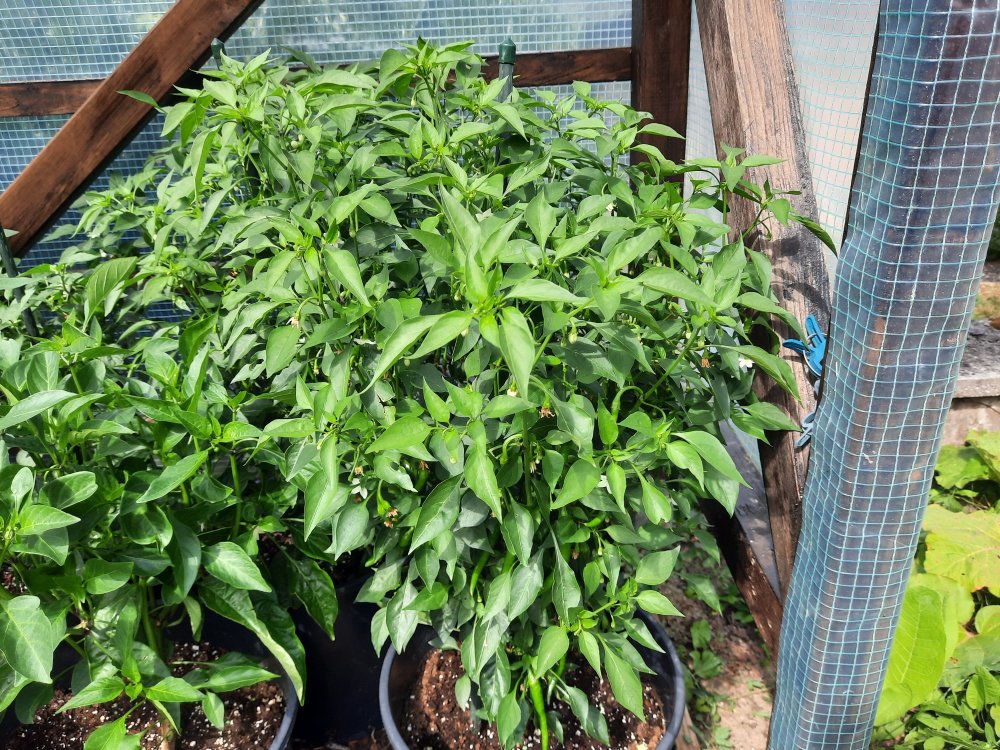 Stromboli 090722a.jpg