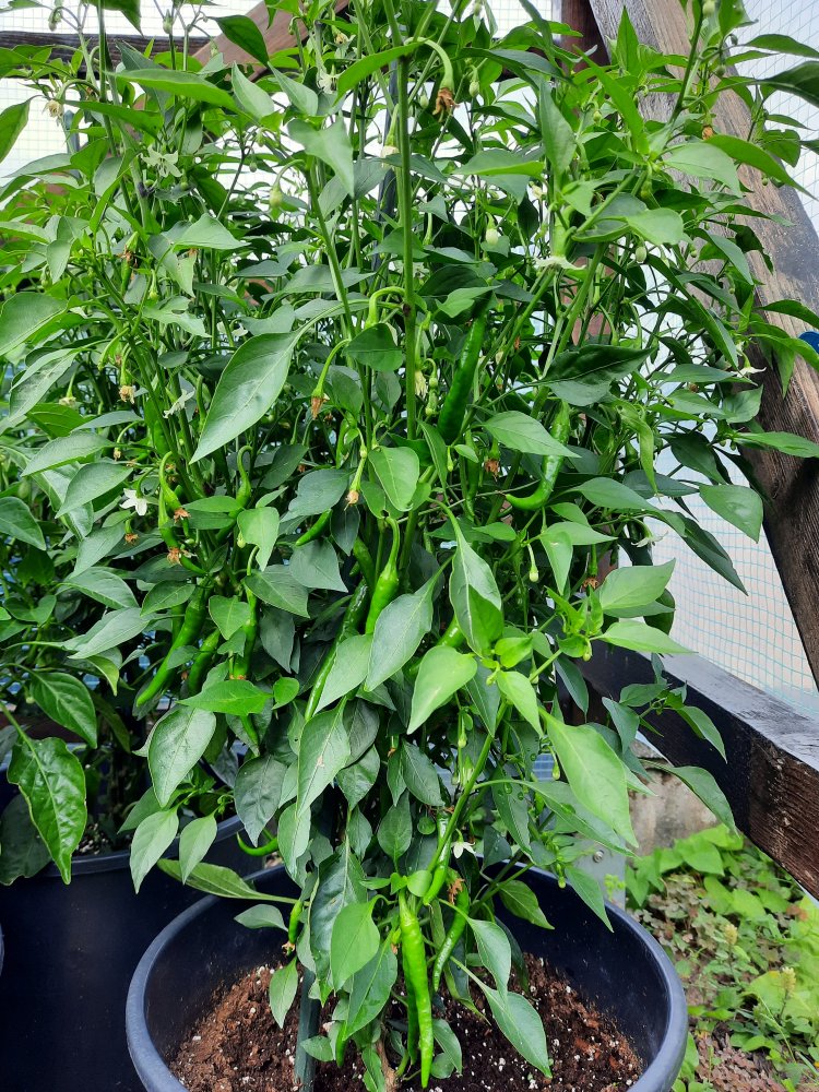 Stromboli 090722b.jpg