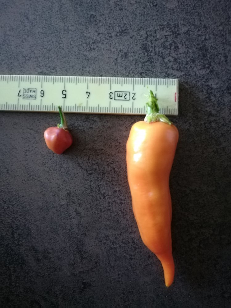 Sugar Rush_Cheiro_Roxa_Orange_2_20200701_190237.jpg