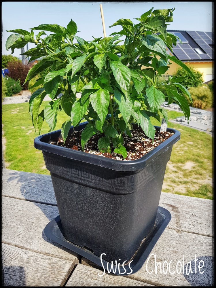Swiss Chocolate Pflanze