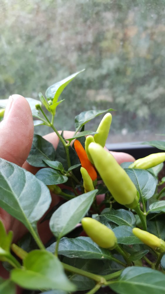 Tabasco reife grad