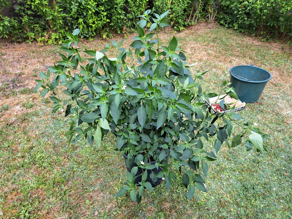 Taormina 140723 01.jpg