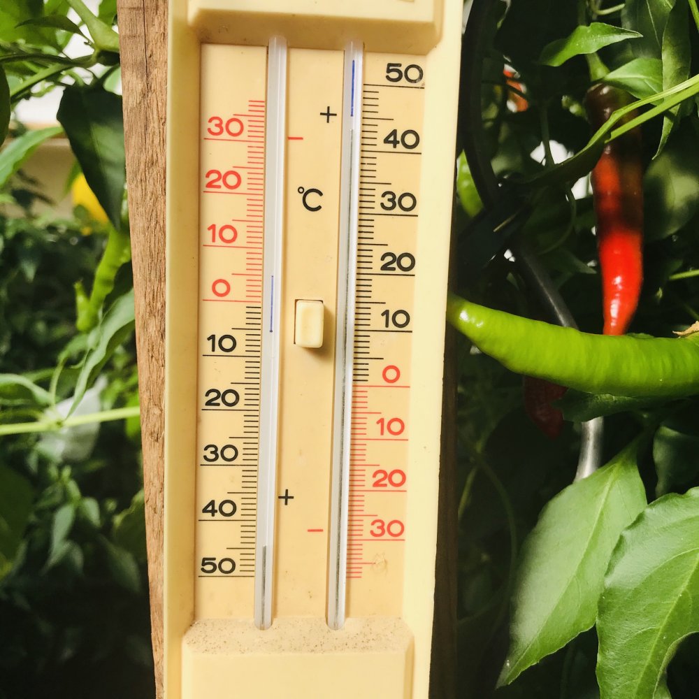 Temperaturen Gewächshaus