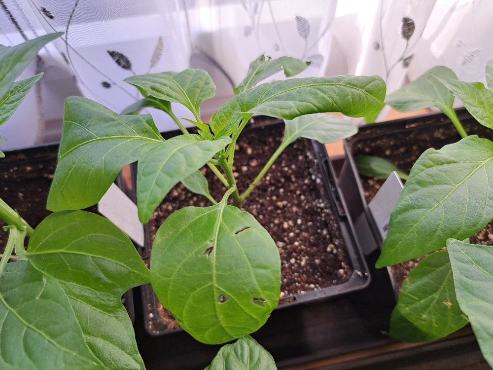 Testpflanzen Katzengrasersatz 02.jpg