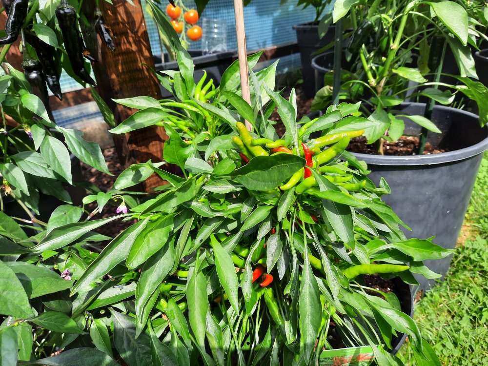 Thai Chili rot 01.jpg