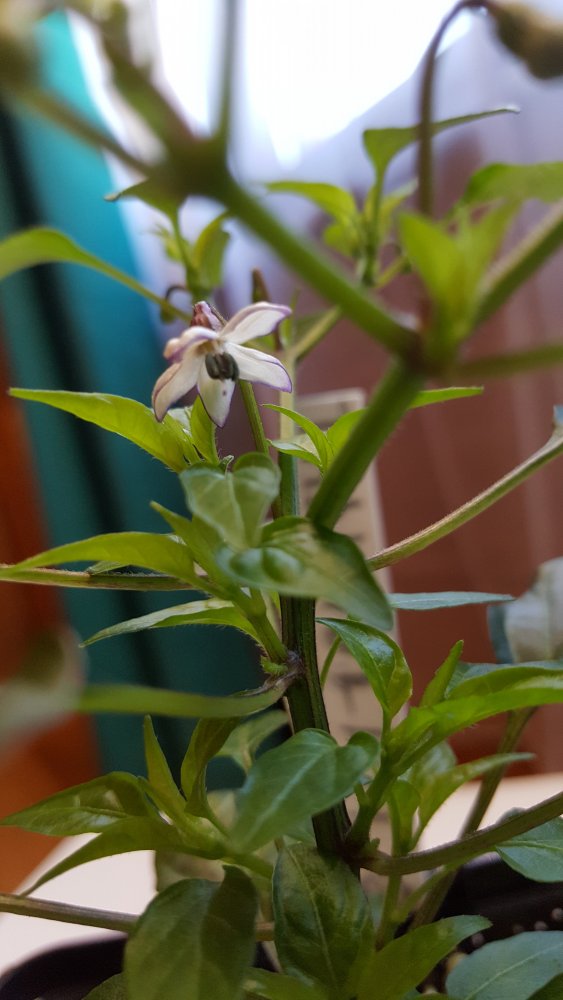 Thaiviolett aus Beere 6.