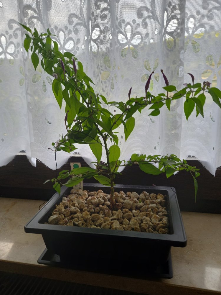 Thaiviolett F4 gedrahtet.jpg