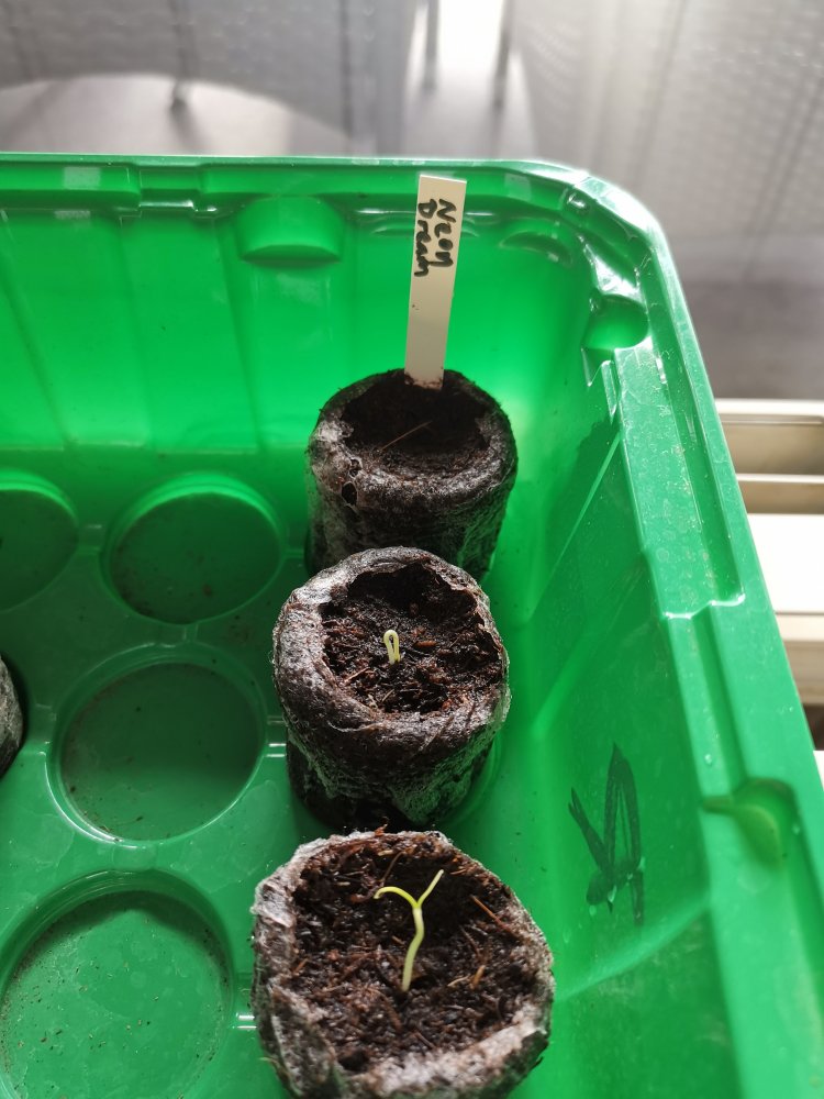 The Neon Dream Nachwuchs