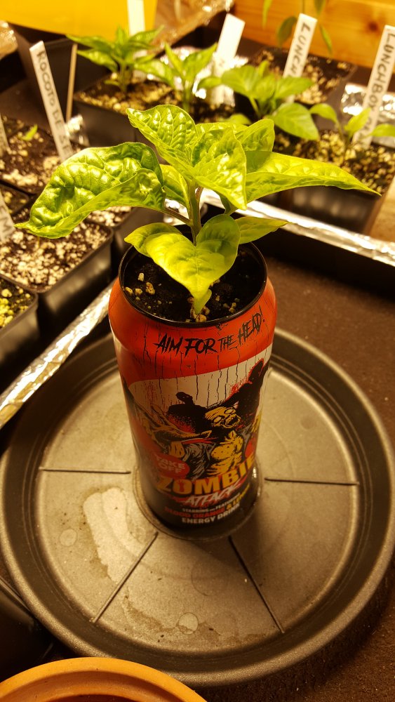 The Winter is Canning TS Gelb