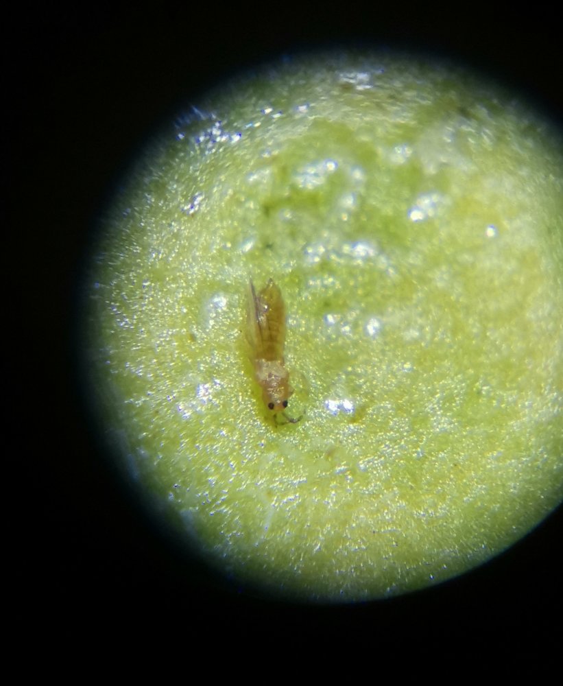 Thrips 2
