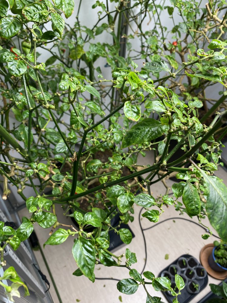 Thripsgeplagte Pflanze