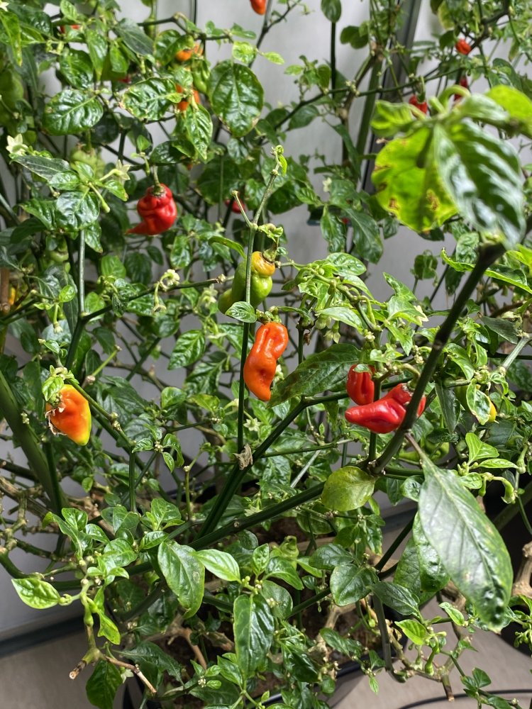 Thripsherberge - Trinidad Hornet