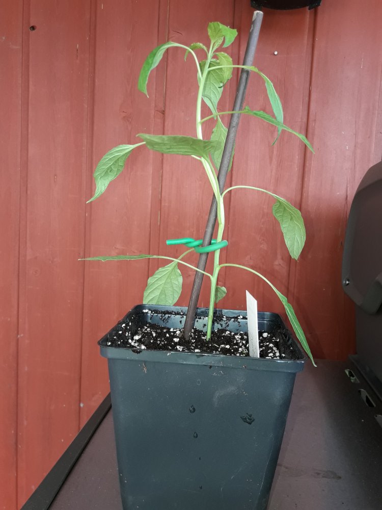 Thunder Mountain Longhorn
