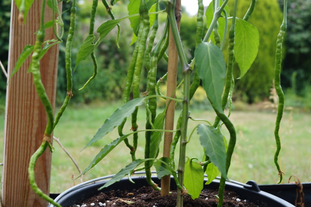 Thunder Mountain longhorn