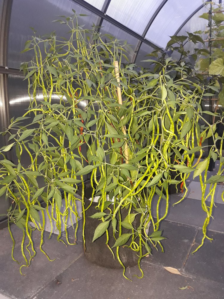 Thunder Mountain Monster