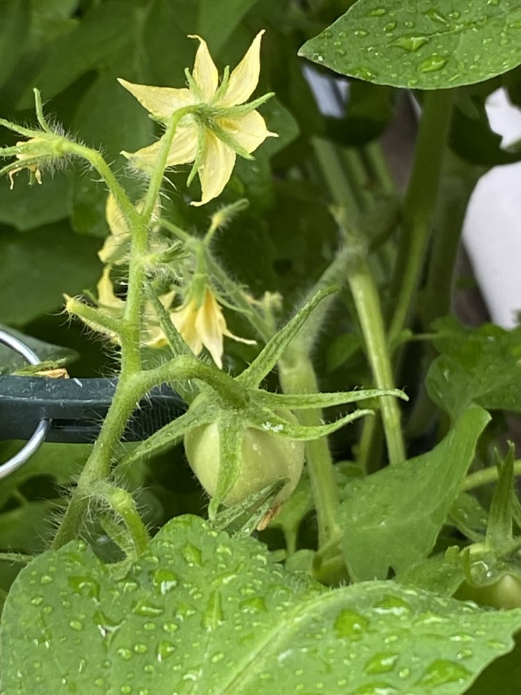 Tomate First in Field