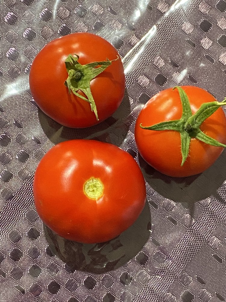 Tomaten