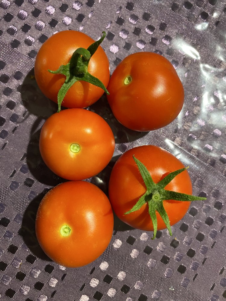 Tomaten