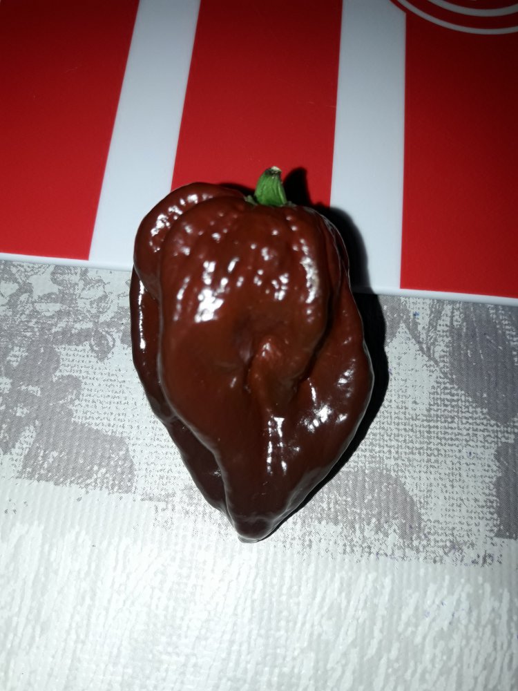 Trinidad Douglah (1)