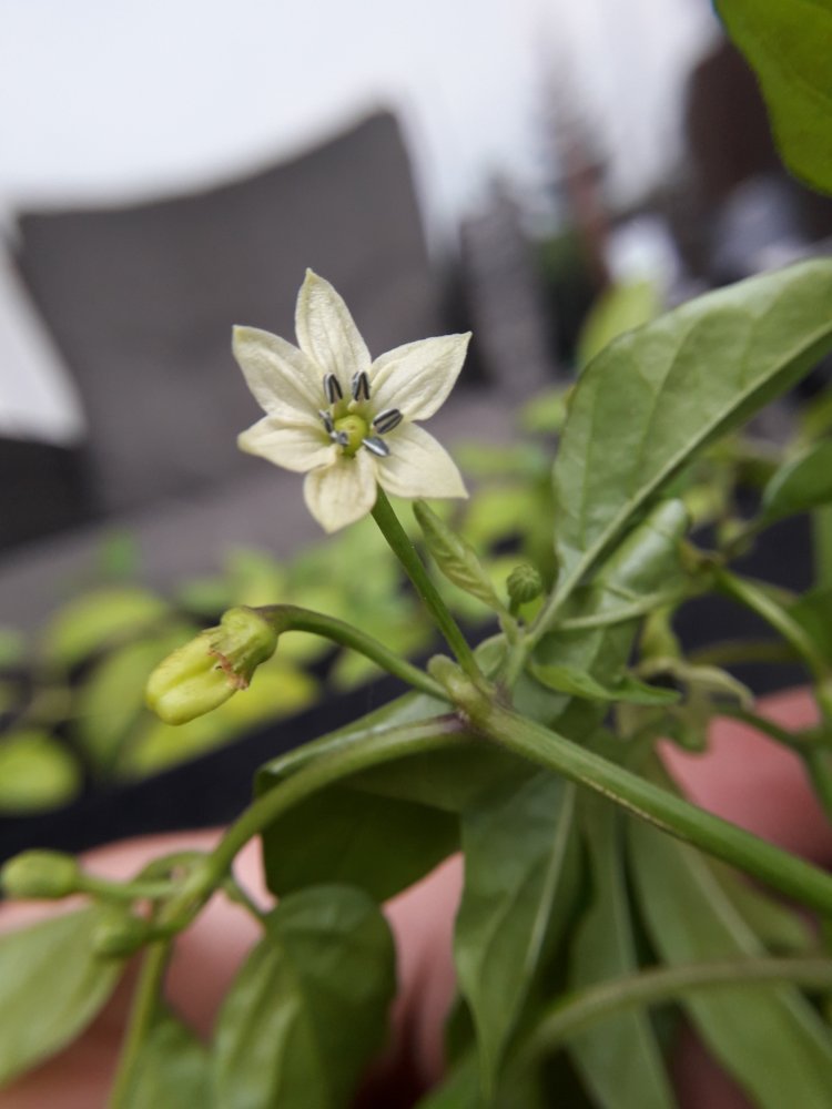 Trinidad Hornet Blüte