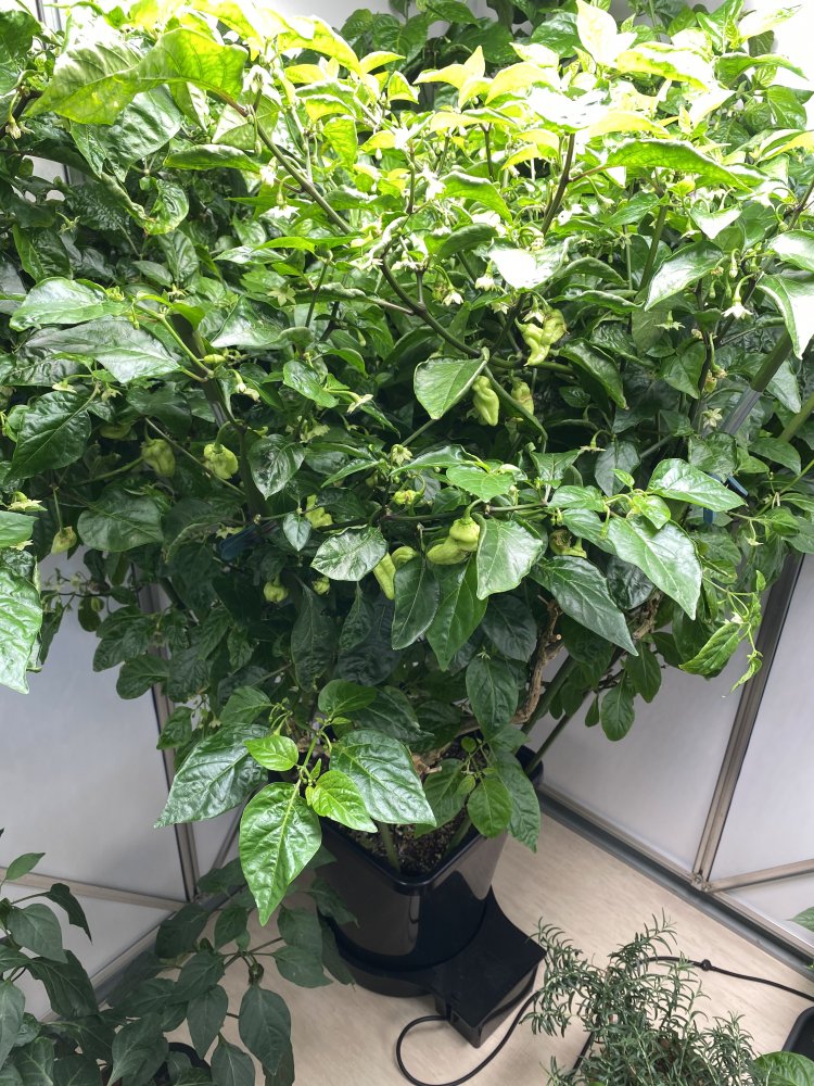 Trinidad Hornet, C. chinense, indoor