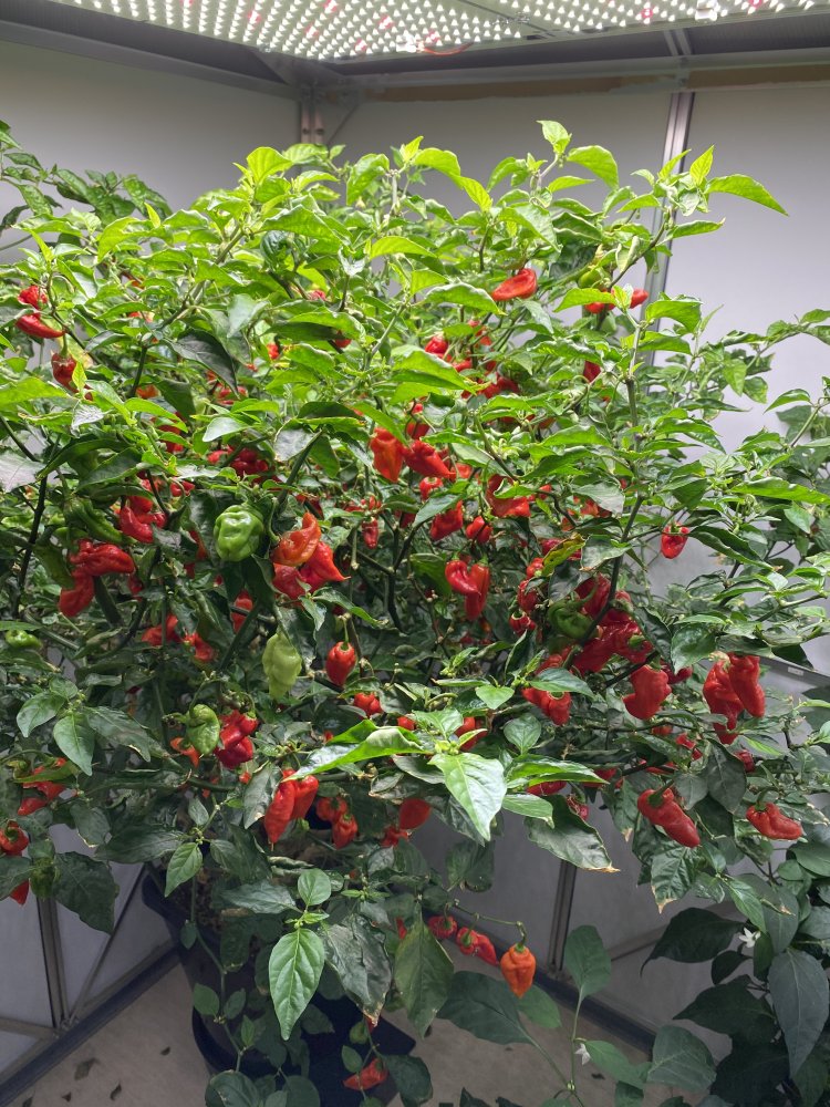 Trinidad Hornet, indoor