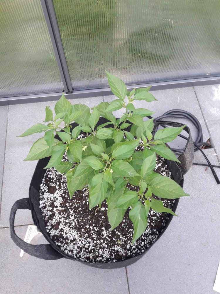 Trinidad Hornet Juni (2)