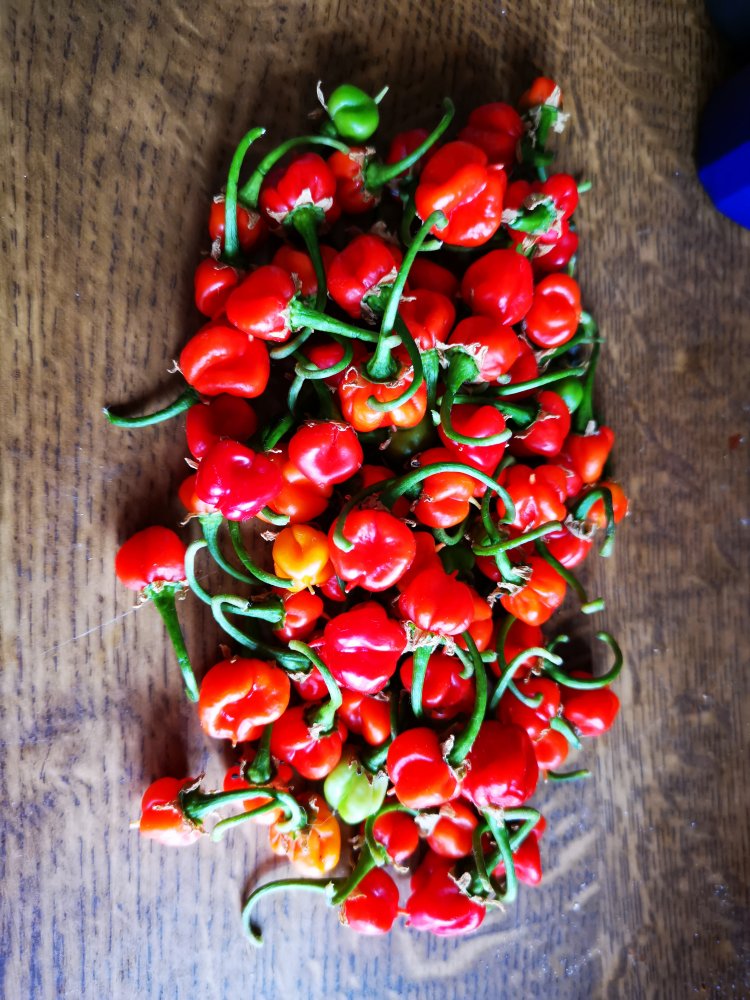 Trinidad Hornet (schlecht bestäubt)