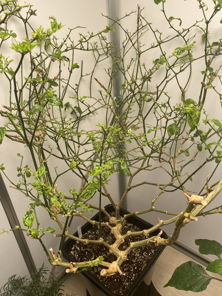 Trinidad Hornet treibt neu aus