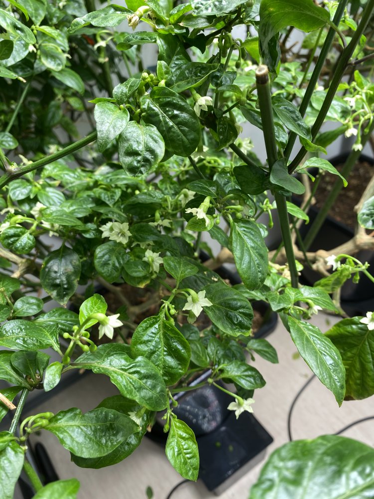 Trinidad Hornet unter Zeus-Panel