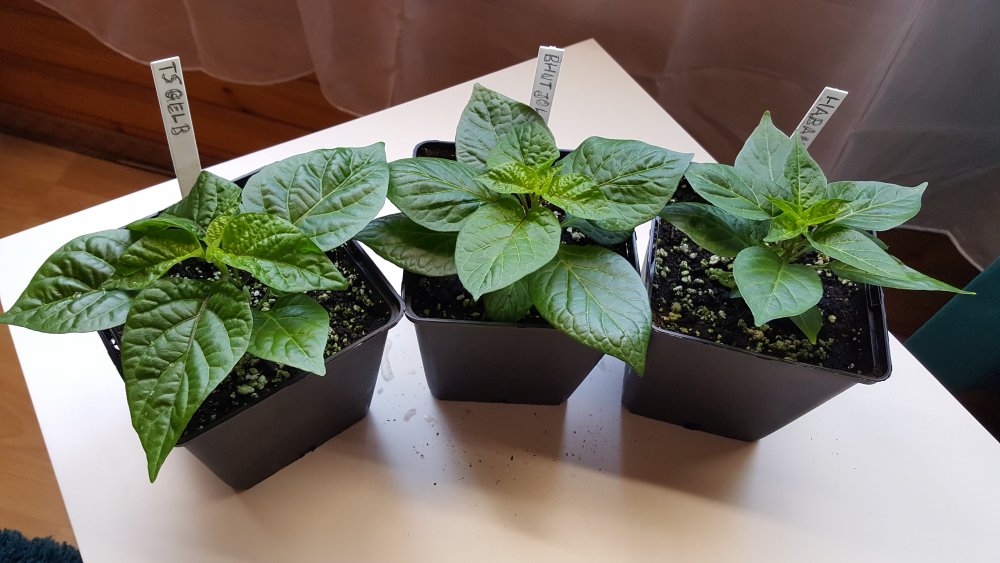 Trinidad Scorpion Gelb, Bhut Jolokia, Habanada
