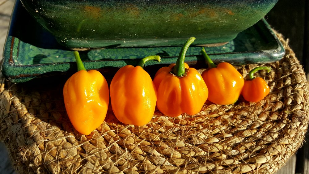 Trinidad Scorpion Gelb