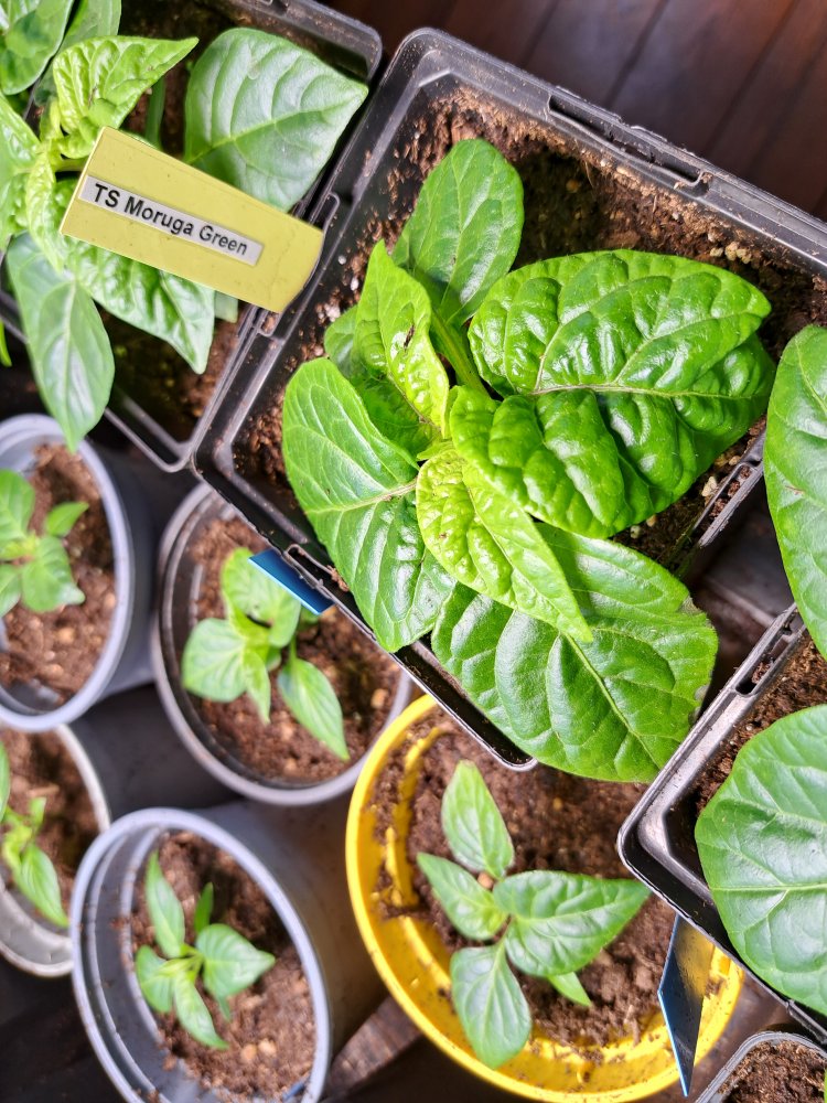 Trinidad Scorpion Moruga Green.jpg