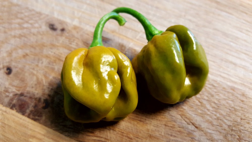 Trinidad Scorpion Moruga green