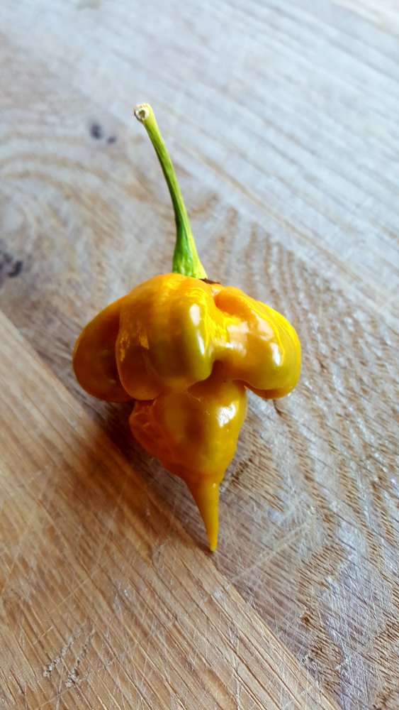 Trinidad Scorpion Moruga green