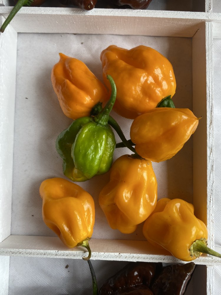 Trinidad Scorpion Moruga Yellow Chiliforum ChiliPepper.de