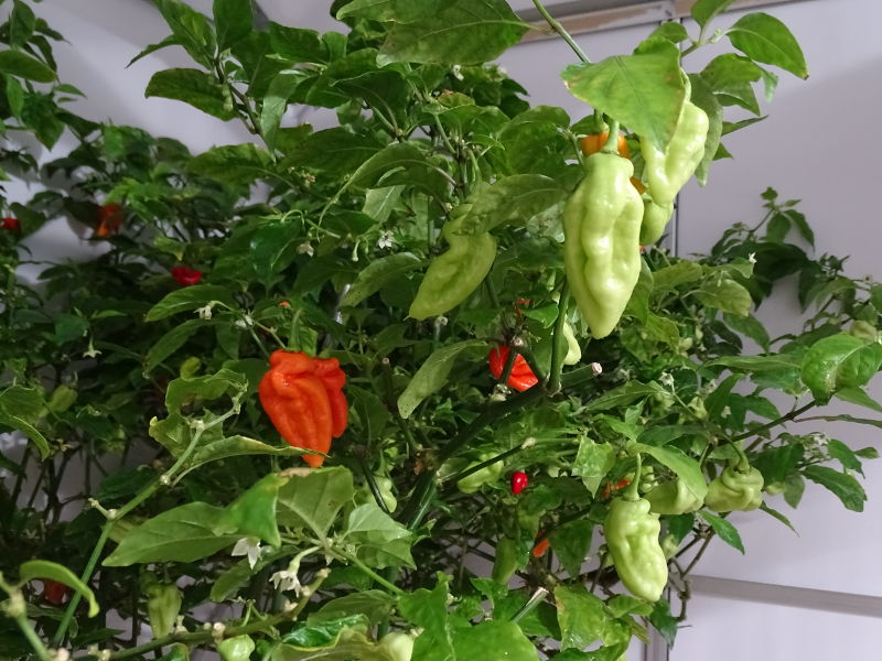 Trinidad_Hornet_20171123