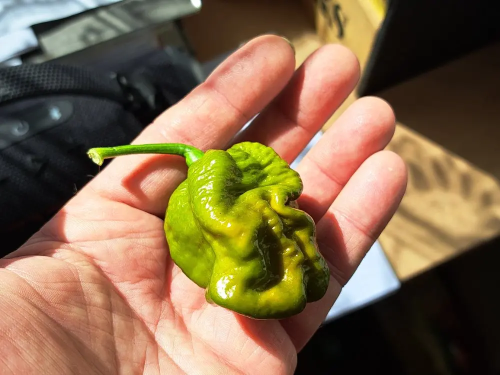 TS Moruga Green.webp