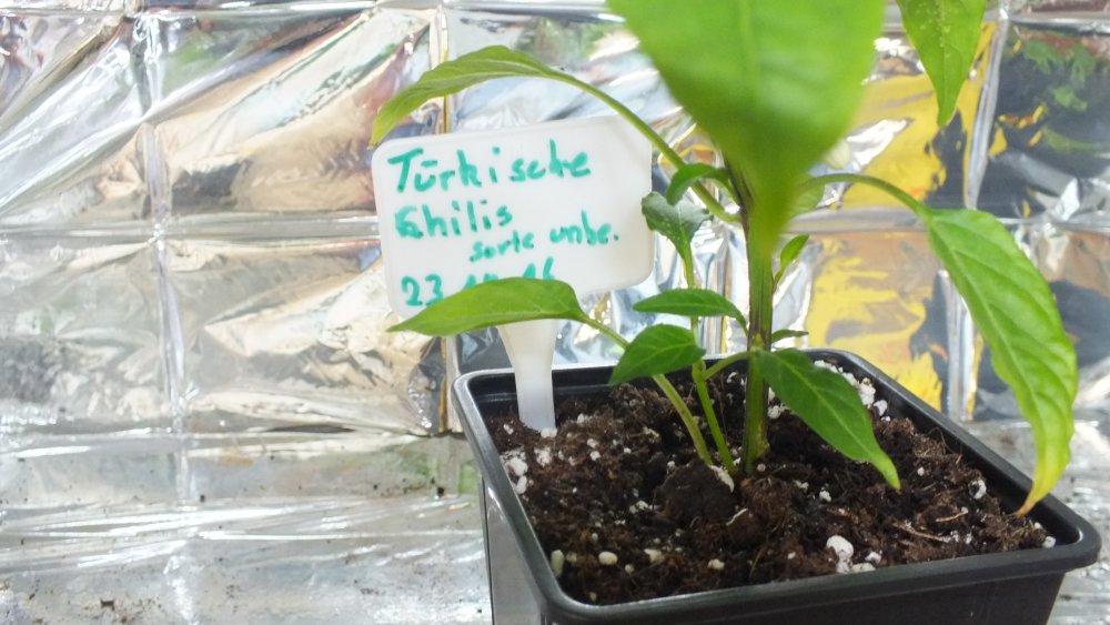 Türkische Chili