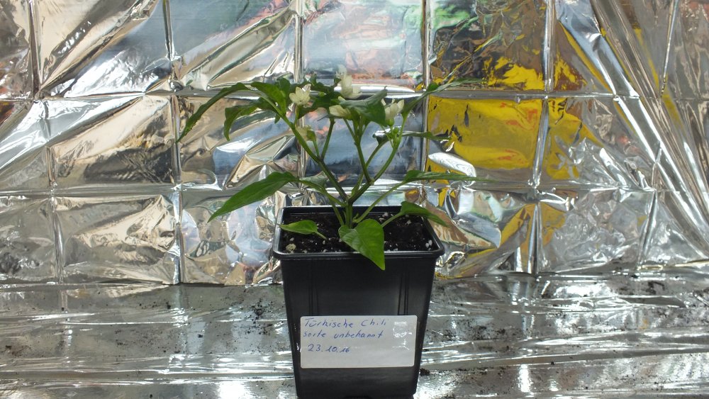 Türkische Chili