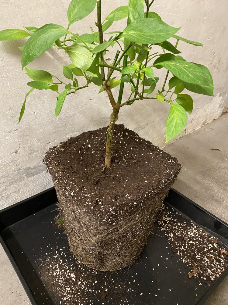 Überwintern: Pflanze beschnitten und aus dem Topf genommen