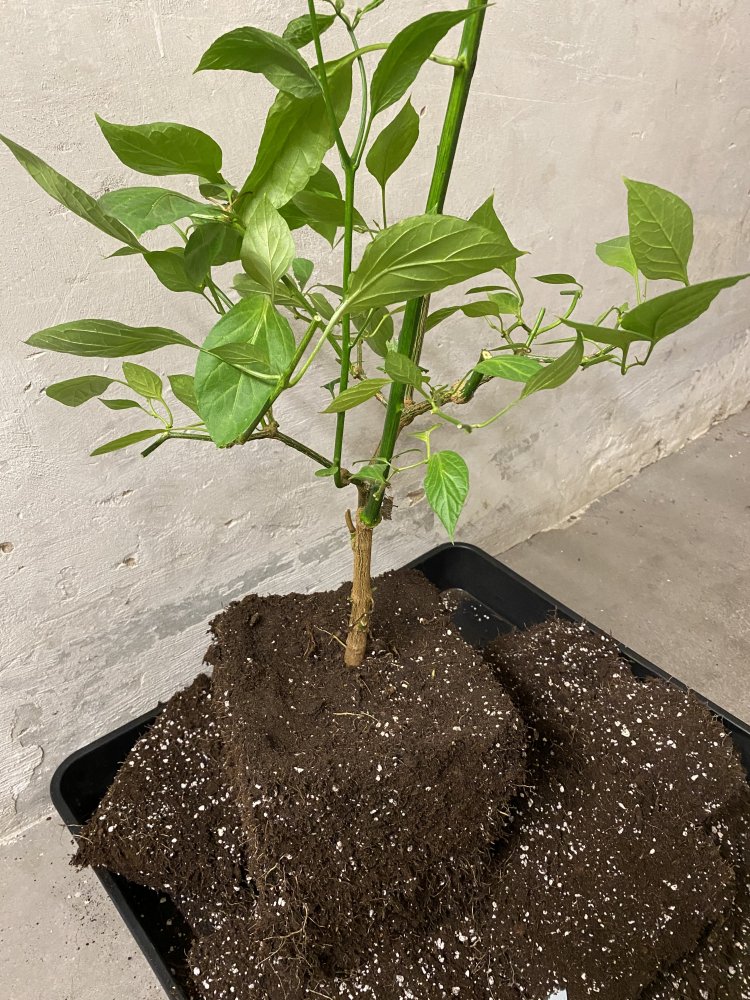 Überwintern: Wurzeln beschnitten