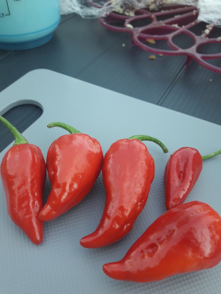 Unbekannte Rote Chinense (1)